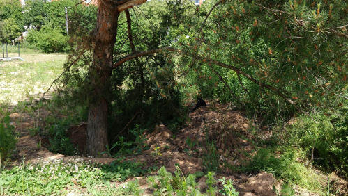 Katinas žolėje po pušimi