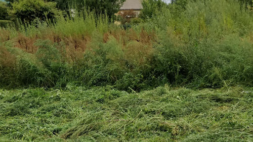 Pjaunama aukšta žolė su krūmais