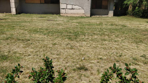 Pernelyg dažnai pjaunama veja