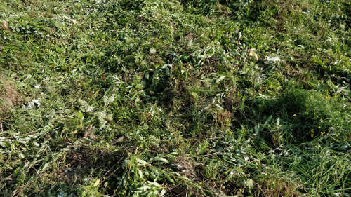 Paveikslėlis: nušienauta trimeriu aukšta žolė