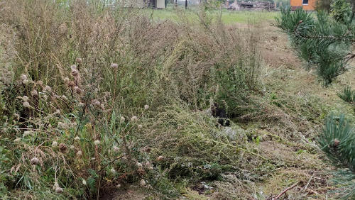 Aukšta žolė ir krūmai