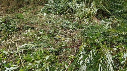 Trimeriu nupjauti krūmai